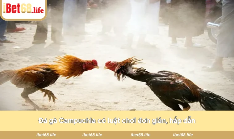 Đá gà Campuchia có luật chơi đơn giản, hấp dẫn