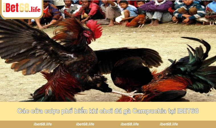 Các cửa cược phổ biến khi chơi đá gà Campuchia tại IBET68
