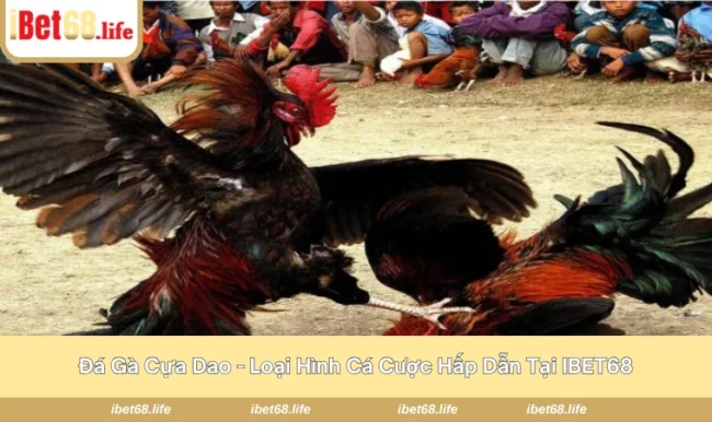 Đá Gà Cựa Dao